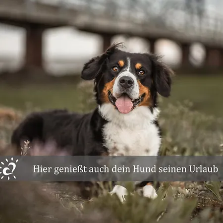 Apartment Direkt Am Deich De Wittling